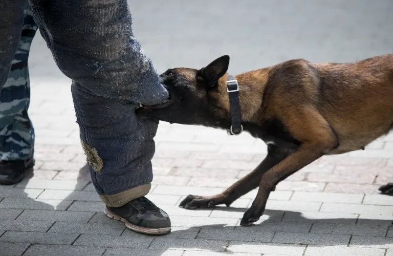 Belgian Malinois dog biting a protective padded sleeve worn by a person in camouflage pants.
